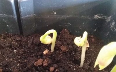 Bohnenprojekt 5B Gruppe 1