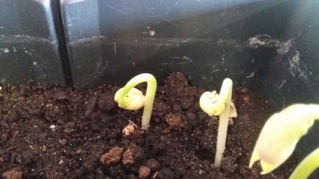 Bohnenprojekt 5B Gruppe 1