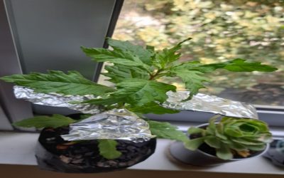 DFU Biologie 6. Klasse