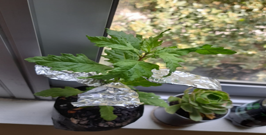 DFU Biologie 6. Klasse