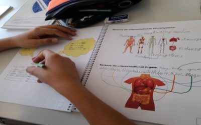 Lage der Organe im Körper