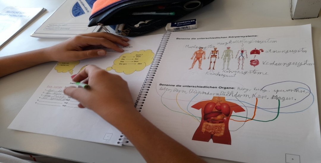 Lage der Organe im Körper